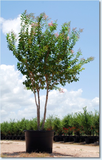 Muskogee Crapemyrtle