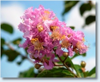 Muskogee Crapemyrtle Flower 1