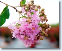 Muskogee Crapemyrtle Flower 2