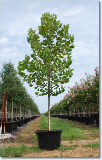 Mexican Sycamore
