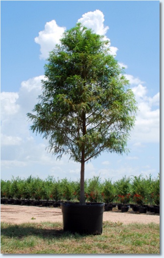 Bald Cypress