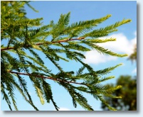 Bald Cypress Detail 1